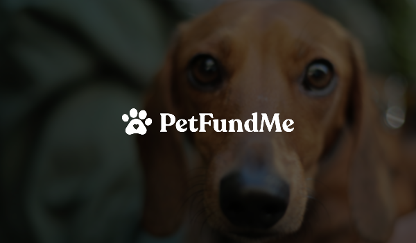 PetFundMe case study - Artu Grande UX design portfolio Web3 fintech